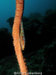 Whip coral goby at 9 Mile reef, Sodwana Bay. Spent nearly... by Jolize Liebenberg 